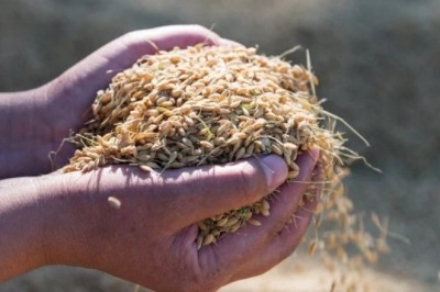 खरीफ सीजन में चावल के उत्पादन में आएगी जबरदस्त गिरावट