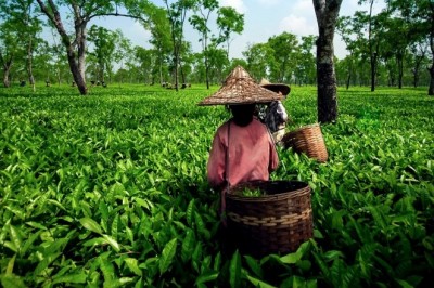 श्रीलंका के चाय उत्पादन में कमी भारत कर सकता है इसकी भरपाई