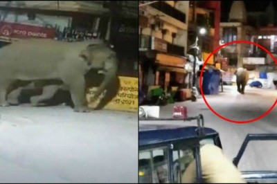 Haridwar: शहरी आबादी क्षेत्र में रातभर घूम रहे हाथी, गुलदार और मगरमच्छ