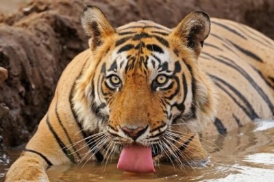 Corbett National Park: आदमखोर निकली कॉर्बेट में पकड़ी गई बाघिन, एक व्यक्ति को उतार दिया था मौत के घाट