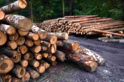 Assam: लकड़ी की तस्करी को लेकर असम-मेघालय सीमा पर भड़की हिंसा, वन रक्षक समेत छह लोगों की दर्दनाक मौत