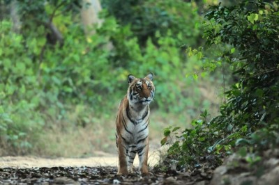 Rajaji Tiger Reserve: मोतीचूर रेंज में बाघों की गतिविधियां बढ़ी, ट्रैप कैमरे में कैद हुई तस्वीर